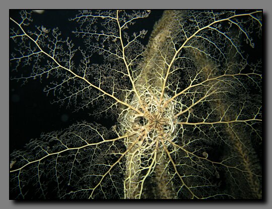 basket star